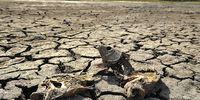 The Lakefarm lake, one of Nelson Mandela Bay's biggest freshwater lakes, has all but dried up. (Photo: Mike Holmes)