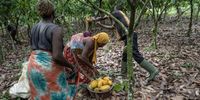 Workers cut cocoa pods from trees on a farm in Azaguie, Ivory Coast, on 18 November 2022. (Photo: Andrew Caballero-Reynolds / Bloomberg via Getty Images)