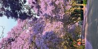 Purple rain. Photographer: Etienne Labuschagne