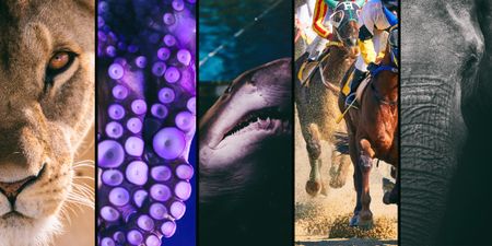 UK to recognise animals as sentient and ban trophy imports