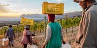 Bread & Wine: What it takes to grow a glass of wine (Part Three)