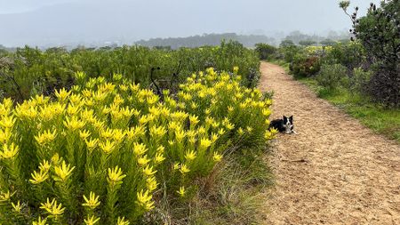 Lower Tokai fynbos ‘can recover’, but scientists divided over what comes next