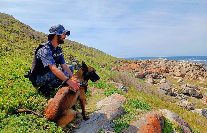 Poachers feel the bite of Zeus, the anti-poaching unit’s perlemoen ...