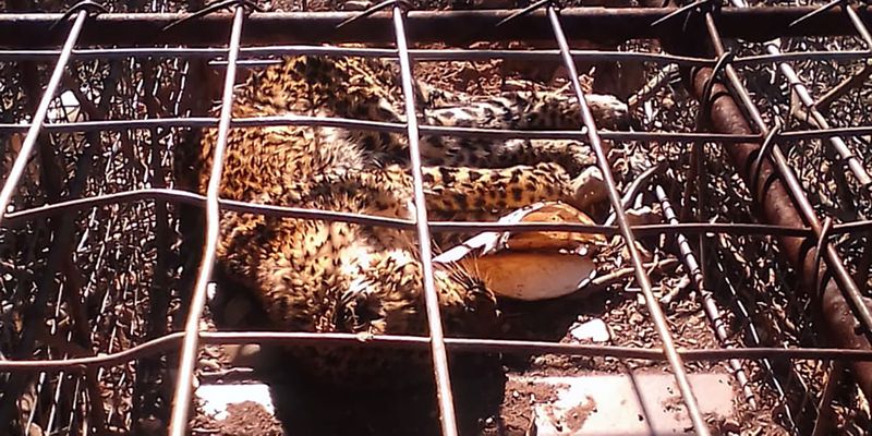 Uniondale farmer charged after allegedly leaving trapped leopard to die ...