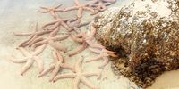 Star fish in rock pools on Fish Hoek beach March 13th.