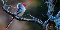Hornbill looking concerned as light fades. Photographer: Stewart Clark</p>
<p>P4U_readersubmission_20250418
