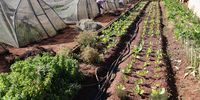 Danielle-Community Farm