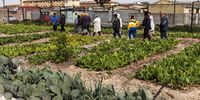 Food gardens are popular in Langa, with many located in school grounds. Learning journey participants walk through Ikamvalethu High School's food garden on Themba Ngquose St.<br>(Photo: Ashraf Hendricks)