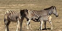Zebra family at Buffelsfontein, West Coast. Photographer: Ute Glieden, Liepzig