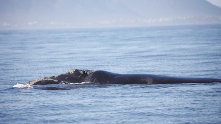 The southern right to protection — tracking the ocean’s threatened gentle giant