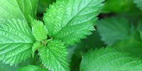 Nettle: nettle loses its famous sting when pounded. Pick leaves carefully. (Photo: Supplied)<br>