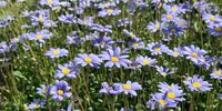 Garden Blues.