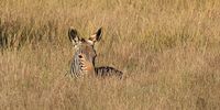 Lurking in the grass. a mountain zebra foal eyes the photographer warily. Photographer: Sharon Richner