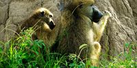 Don-Peninsula Baboons
