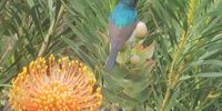 Sunbird and pincushion in Wilderness. Photographer: Galit Seligmann 
