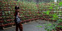 epa09445599 A Visitor looks on an artwork ' Botanical Insurgencies: Phaseolus Lunatus' by Ximena Garrido-Lecca during the media opening of the 34th Sao Paulo Art Biennial, in Sao Paulo, Brazil, 02 September 2021 (issued 03 September 2021). With more than 90 artists and a thousand works, the 34th edition of the Sao Paulo Biennial will open its doors on 04 September with the mission of 'embracing the city' and shedding light despite the 'darkness' that has marked the world in the years of the pandemic.  EPA-EFE/SEBASTIAO MOREIRA