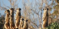Planning the day, Buffelsdrift, Klein Karoo. Image: Anthea Serritslev</p>
<p> 