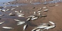 Floating fish — two beaches closed, mass deaths on KZN North Coast