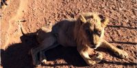 With international pressure on canned lion hunting, breeders are turning to the sale of lion bones. For this the condition of the living lions are irrelevant.
These lions were photographed on a breeding farm in Alldays, Limpopo. Photo: NSPCA