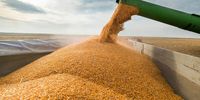 SA maize futures at four-year lows, good news for inflation, mixed outcomes for farmers
