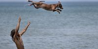 Chicago heatwave sends residents and pets to the beach