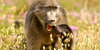 Death or sanctuary future for many baboons as Cape Town adopts controversial plan