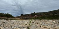 A flower grows in the dried mud of the Kouga Dam. (Picture: Deon Ferreira)