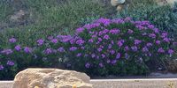 Roadside garden. Photographer: Dalene Morris <br>