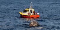 Dead Brydes whale towed away by NSRI from new harbour in Hermanus. Photographer:  Martin Etsebeth