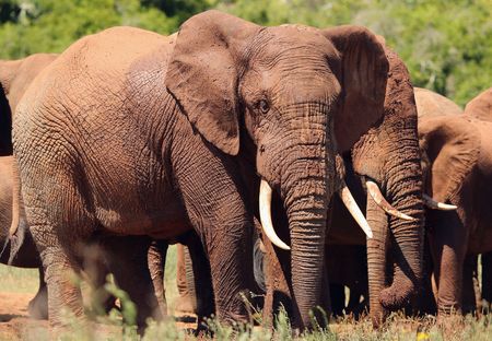 Loaded for Bear: How would you like it if someone dumped 263 elephants in your backyard?