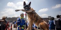 A dog of the canine unit of the Navy and members of Mexican Red Cross participate in the national seismic drill in Mexico City, Mexico, 19 September 2023. Over nine million people across Mexico took part in the drill, which is carried out annually to mark the 1985 and 2017 earthquakes, the two most destructive in the country's recent history and which occurred both on 19 September.  EPA-EFE/ISAAC ESQUIVEL
