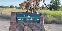 Kruger park March 17th - Zebra hunting