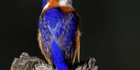 Malachite Kingfisher - Early morning - Intaka Island. Photographer: Colin Thomas Brown
