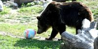 A bear checks a mock easter egg containing snack at Zoo in Zagreb, Croatia, 10 April 2023. Every year for Easter Monday the Zagreb Zoo gives snacks for animals.  EPA-EFE/ANTONIO BAT