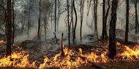 Major wildfire rages in Fontainebleau Forest near Paris