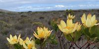 Wild flowers Pringle Bay. Photographer: Phillip Keu