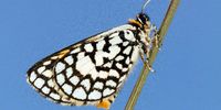 A male Wolkberg Zulu (Alaena margaritacea) perching with wings closed on a tussock stem. (Photo: Andre Coetzer)