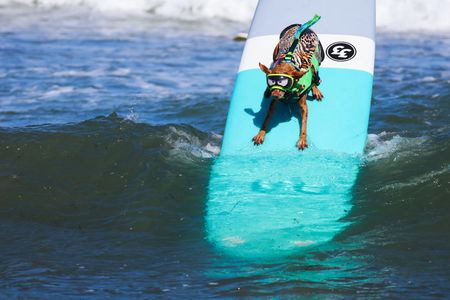 World Dog Surfing Championships, and more from around the world
