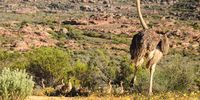 Ostrich mom and chicks.Photo:Angus Begg