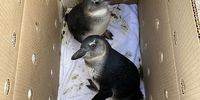 Juvenile African penguins before release at De Hoop Nature Reserve. (Photo: Christina Hagan)