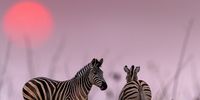 Twinning stripes with dusky pink and purple sky. Photographer: Ross Couper