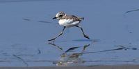 A shorebird chick takes its first steps on a beach in Nafplio, Greece, 21 August, 2025.  EPA/VAGELIS BOUGIOTIS