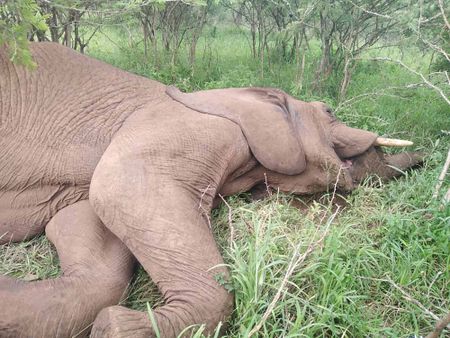 More money, better leadership, trained staff: How to prevent SA’s provincial wildlife gems from sliding into ruin