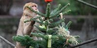 A Barbary macaque eats treats from a Christmas tree in its enclosure in the Tierpark Zoo, in Berlin, Germany, 04 January 2019. The Zoo uses leftover Christmas trees to feed animals after Christmas.  EPA-EFE/HAYOUNG JEON