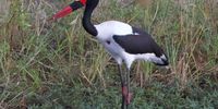 Gotcha Saddle billed Stork fishing. Image: Peter Brett