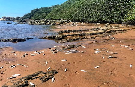 ‘High heat’ blamed for massive KZN fish kill, but investigations continue