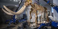 Workers disassemble the skeleton of Peale's Mastodon at the Hessian Landesmuseum before sending it to the USA on October 17, 2019 in Darmstadt, Germany. The skeleton was excavated by Charles Willson Peale in the Hudson River Valley in 1801. It quickly drew the attention of scientists in both America and Europe. It was significant that American President Thomas Jefferson considered the excavations a national affair. Alexander von Humbold visited it on his trip to America. For American patriots it also became a symbol of their new nation's vitality. The skeleton, following the bankruptcy of the Philadelphia museum where it was displayed, was sold to European collectors, and eventually made its way to the Darmstadt museum. It is returning to the USA for the first time and will be exhibited on loan at the Smithsonian American Art Museum in early 2020. (Photo by Thomas Lohnes/Getty Images)