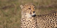 Cheetah gazing under the African sunshine. Photographer: Teresa Botha - Furstenburg Photography