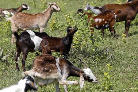 Invasive species threaten livelihoods of small-scale farmers