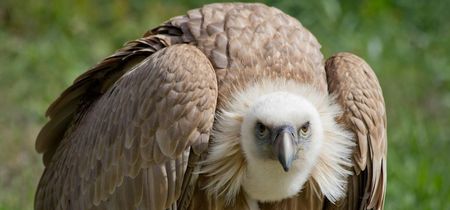 Poachers poison hundreds of Botswana vultures